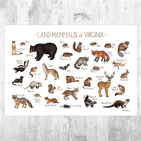 Virginia Land Mammals Field Guide Art Print - Animals Of Virginia ...