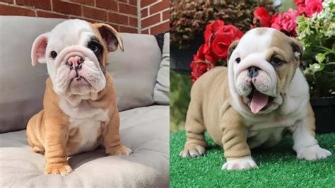 English Bulldog Colors: A Complete List of All Coat Colors | Puppies Club