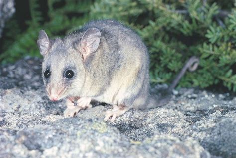 Mountain Pygmy Possum - The Australian Museum