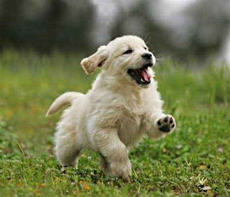 Cute dogs, Golden retriever, Cute dogs and puppies