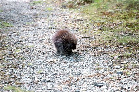 Free picture: porcupine, animal