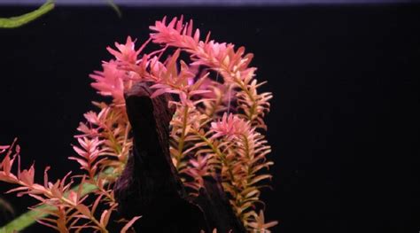 30 Easy Low Light Aquarium Plants for Beginners (Species Guide)