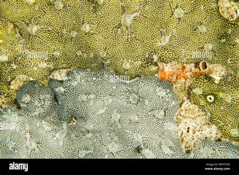 Encrusting sponges hi-res stock photography and images - Alamy