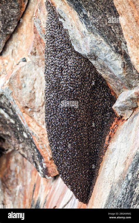 Hive of wasps. Hornet's nest. Gathered thousands of wasps. Location ...