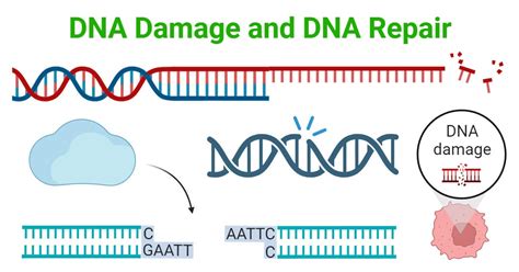 DNA Damage and DNA Repair: Types and Mechanism