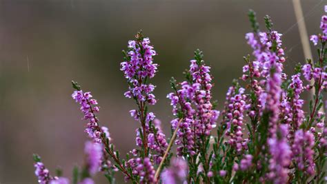 £3m for Scottish projects investing in nature - 8.9ha