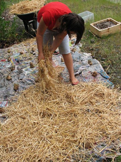 Growing Potatoes In Straw | Growing potatoes, Veggie garden, Edible garden