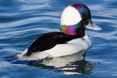 Bufflehead Ducks Bob Along the Atlantic Shoreline - The New York Times