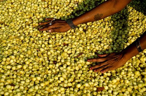 In Telangana's interiors, the mahua tree remains sacred, even as demand ...