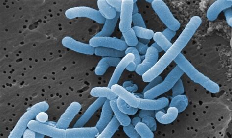 Lactic Acid Bacteria – The Food-Friendly Source for Antimicrobial Bacteriocins