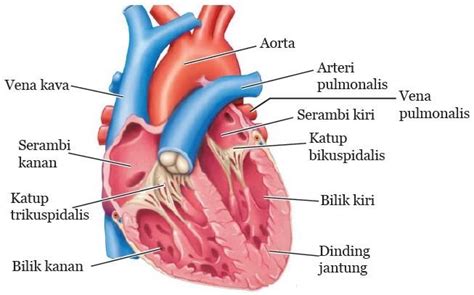 Bagian-bagian Jantung Lengkap dengan Fungsinya - UtakAtikOtak.com