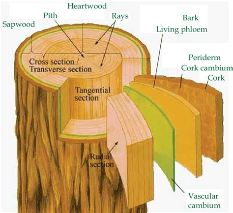 The three dimensional section of a tree trunk | Download Scientific Diagram