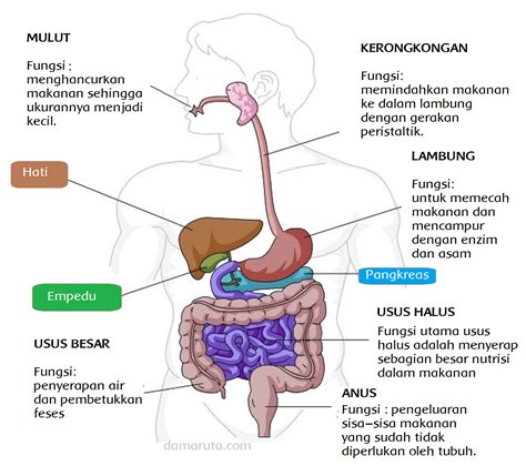 Organ-organ Pencernaan Pada Manusia (Halaman 87) - BELAJAR KURIKULUM 2013