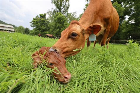 Cow Giving Birth Naturally - Abundant Permaculture