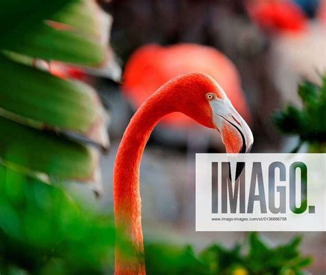 The American Flamingo (Phoenicopterus ruber) over beautiful sunset ...