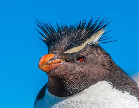 Gene study suggests penguins originated in warmer Australian waters