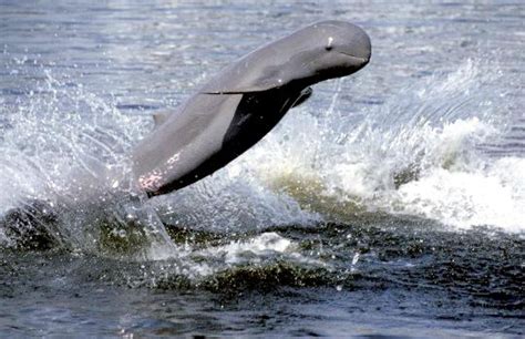 Australian Snubfin Dolphin – "OCEAN TREASURES" Memorial Library