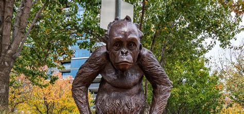 Wild Baby Orangutan | Western Australian Museum