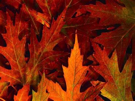 Fall Leaves Desktop Backgrounds for Powerpoint Templates - PPT Backgrounds