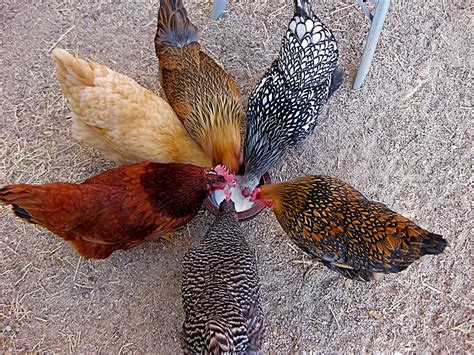 Choosing a Chicken Breed