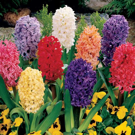 Hyacinth Mixed | Gurney's Seed & Nursery Co.