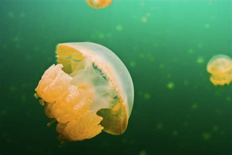 Jellyfish Lake Palau by Wendy A. Capili