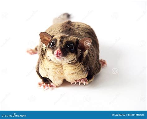 Obesity or Fat of Sugar Glider. Stock Photo - Image of possum ...