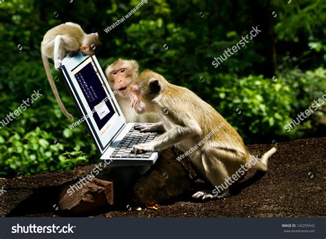Monkeys Play Computer. Stock Photo 142259542 : Shutterstock