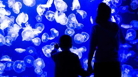 Parenting Educator Condemns Jellyfish Parenting Trend, Saying It Makes ...