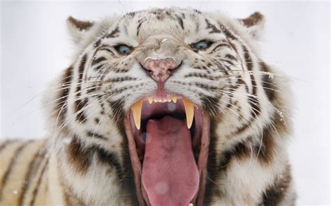 Download wallpaper 3840x2400 bengal tiger, tiger, roar, fangs, predator ...