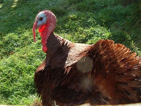 Sheep, Spinach and Strawberries: Raising Heritage Breed Turkeys