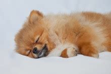 Sleeping White Pomeranian Dog Free Stock Photo - Public Domain Pictures