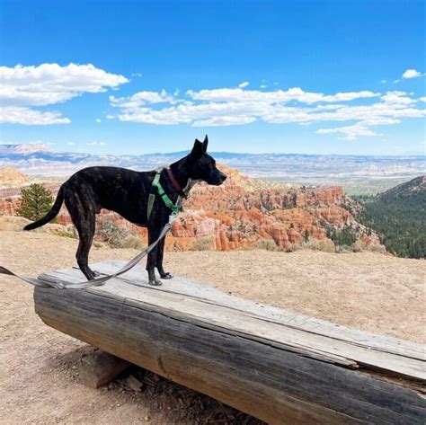 Visiting Bryce Canyon National Park With Pets | GoPetFriendly