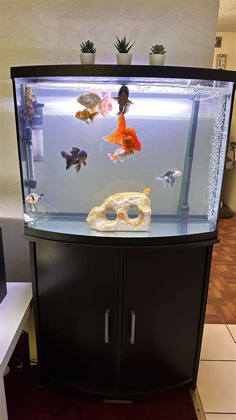 36 Gallon Bowfront Aquarium / Fish Tank and Sturdy Stand for Sale in San Diego, CA - OfferUp