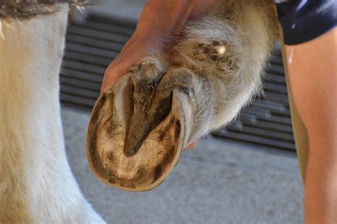 Treating a Hoof Abscess in Your Horse. – Irish Sport Horse Magazine