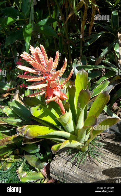 Bromeliad epiphytes hi-res stock photography and images - Alamy