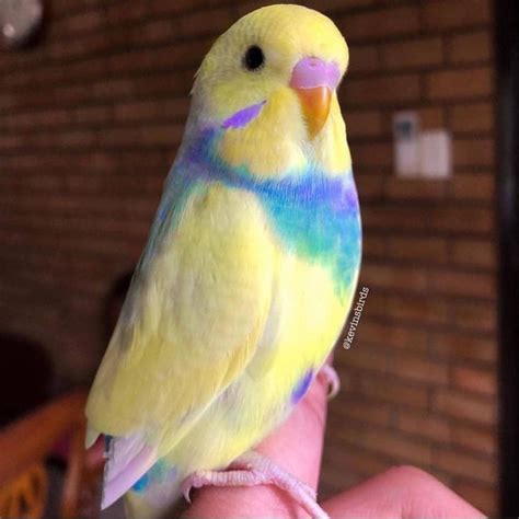 Rainbow Budgie : r/RealLifeShinies