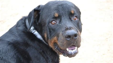 200 Male Rottweiler Names (Popular, Aggressive, & German Names!) - PetPress