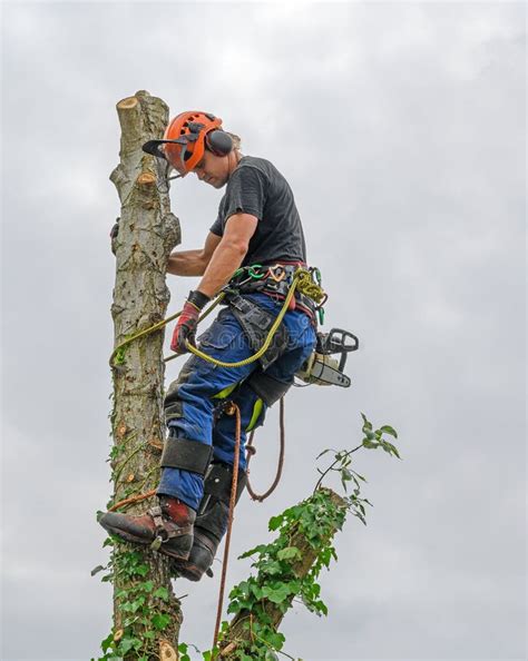 Tree Surgeon on Tree top stock photo. Image of forestry - 153665012