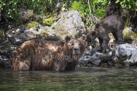 Grizzly bear and her cub at wild nature — journey, vacation - Stock ...