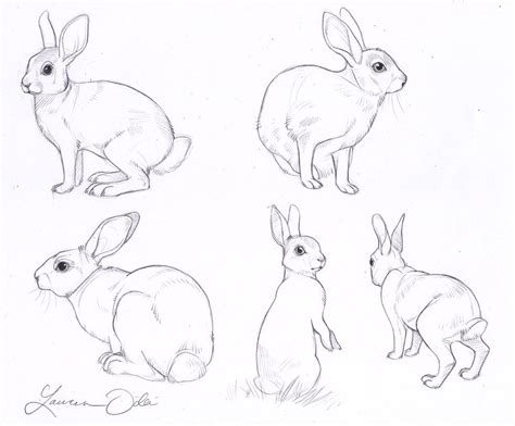 Wild Rabbit Study by DaffoDille on deviantART | Animal sketches, Rabbit drawing, Animal drawings