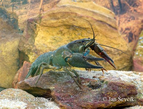 Astacus astacus Pictures, Noble Crayfish Images, Nature Wildlife Photos | NaturePhoto