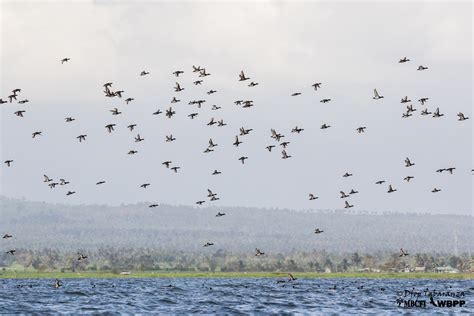 The Philippines filed "National Wetlands Conservation Act' on 2021 World Wetlands Day - Eaaflyway