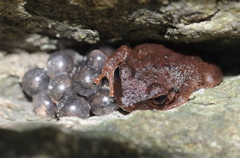 Coquí frog has hung around Caribbean for 29M years - Futurity