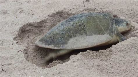 Kemp's Ridley Sea Turtle Nesting at Sebastian Inlet State Park--1 - YouTube