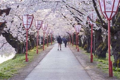 Where to See Cherry Blossoms | A Trail of Tohoku Japan