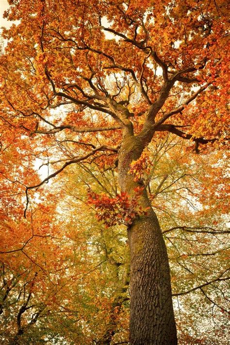 Autumn Oak Tree in the Forest Stock Image - Image of scenics, color: 21253361