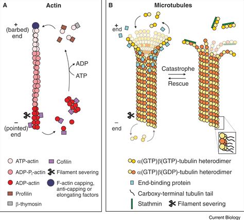 Coordinating Neuronal Actin–Microtubule Dynamics: Current Biology