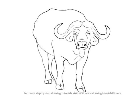 how-to-draw-African-buffalo-step-0.png (800×567) | African buffalo, Buffalo animal, Animal drawings