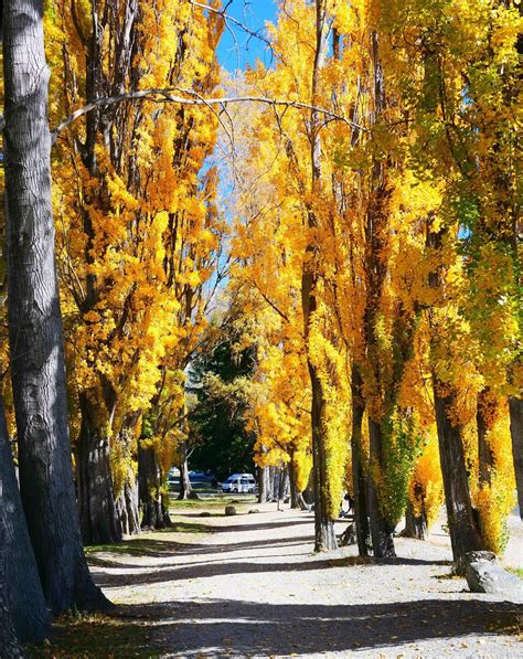 Lewk's Photos: Autumn Colours in New Zealand